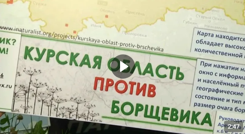 В Курской области активно распространяется опасное для человека растение - борщевик Сосновский