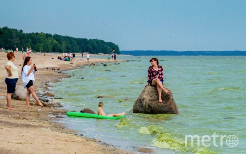 Петербург поборется с зелёными водорослями